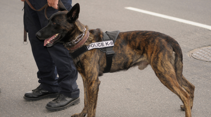 ¿Los perros antidroga detectan también pequeñas cantidades en los festivales?